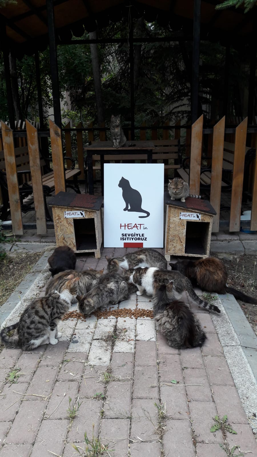 Kedi Evlerimiz Şimdi de Ankara’da